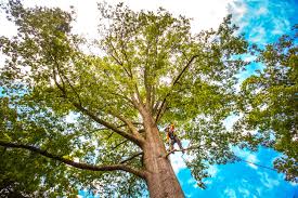 Navassa, NC Tree Services Company